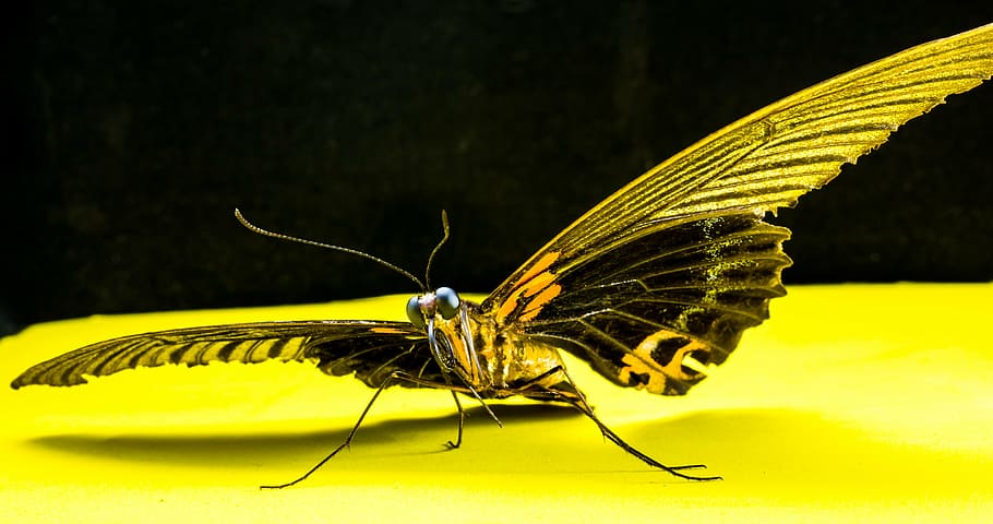 butterfly, insect, invertebrate, animal themes, one animal HD wallpaper