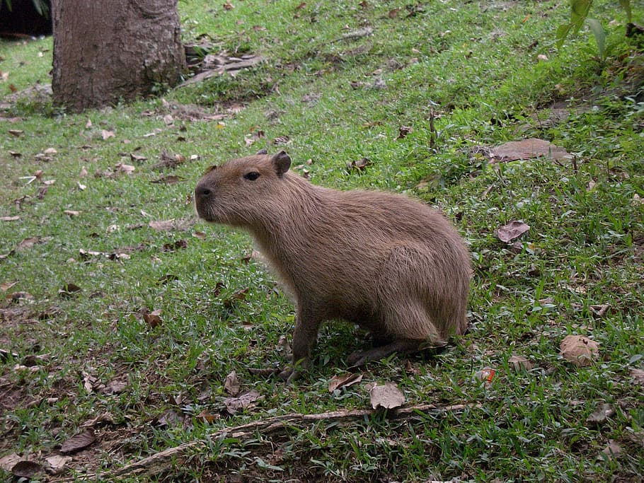 field, squirrel, beaver, nature, wild, animal wildlife, mammal HD wallpaper
