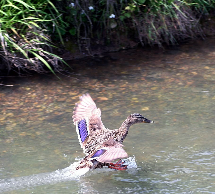 Duck, Wild, River, Water, Feathers, flight, landing, animals in the wild HD wallpaper