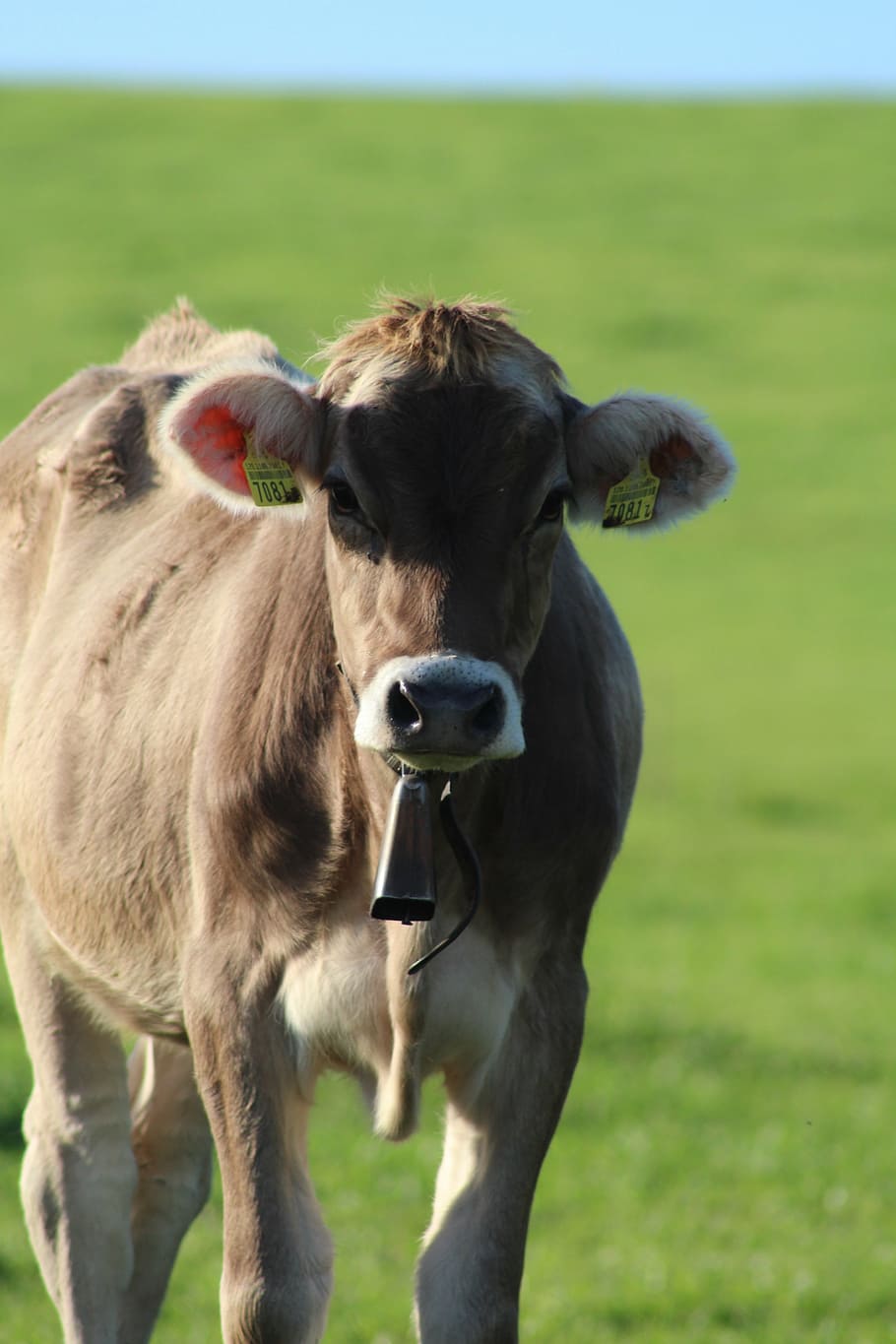 cow, pasture, nature, animal, grass, farm, agriculture, meadow HD wallpaper