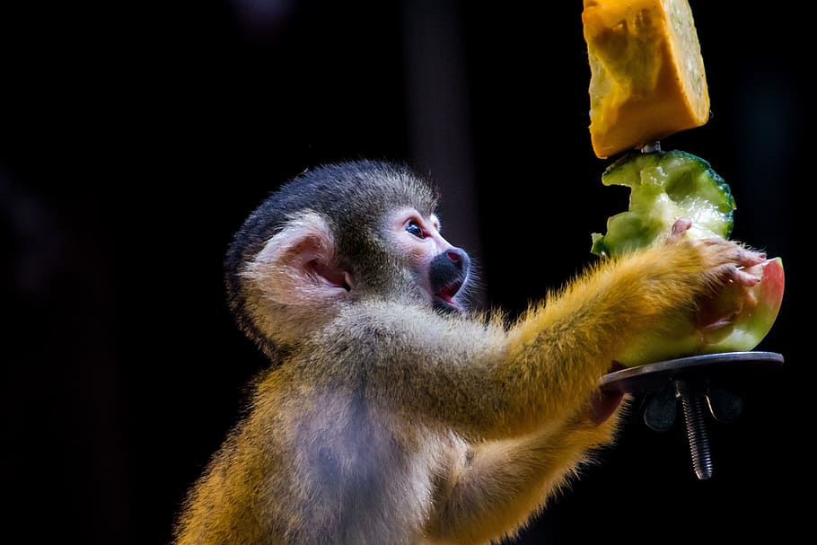 monkey holding fruit, squirrel monkey, äffchen, eat, curious, HD wallpaper