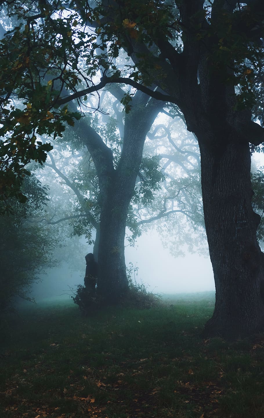 person standing beside tree, people, hiding, plant, nature HD wallpaper
