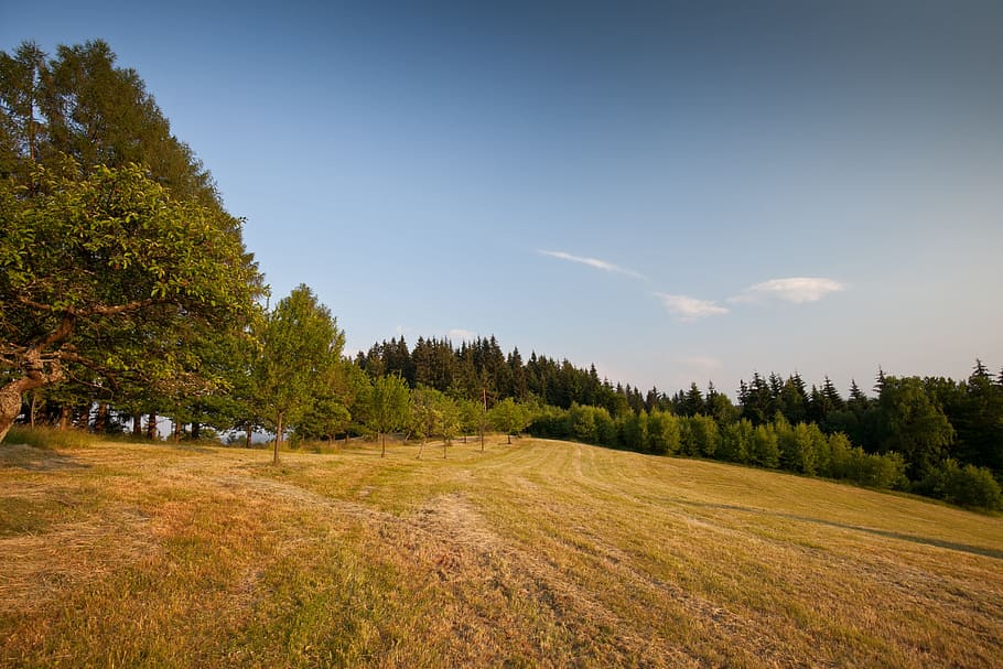Tree, Grass, Landscape, Meadow, cloud - sky, scenics, nature HD wallpaper