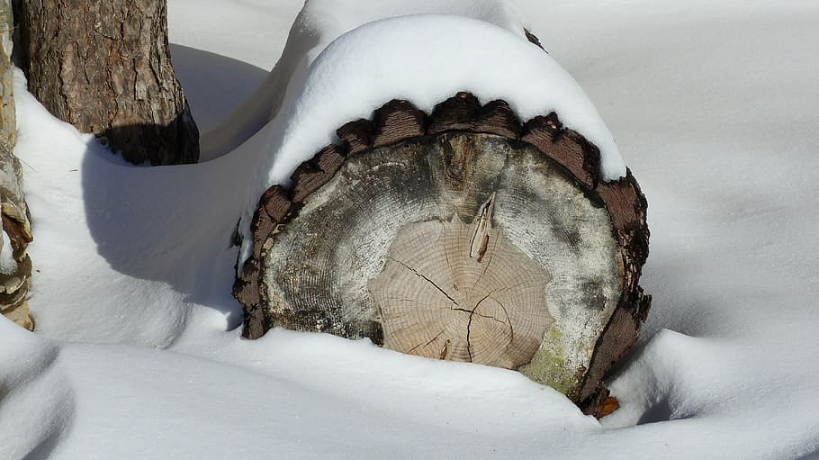 nature, winter, trunk, snowy, contrast, close-up, cold temperature HD wallpaper