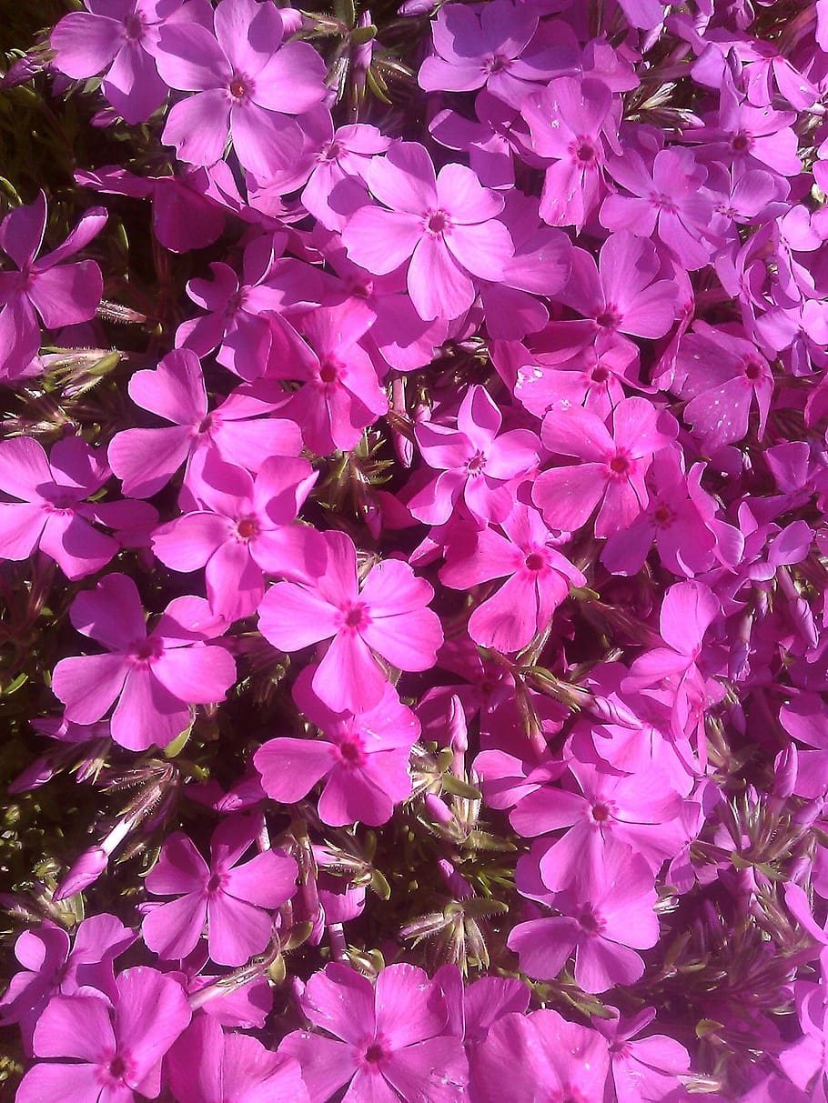 flowers, rosa, spring, flowering plant, pink color, fragility HD wallpaper
