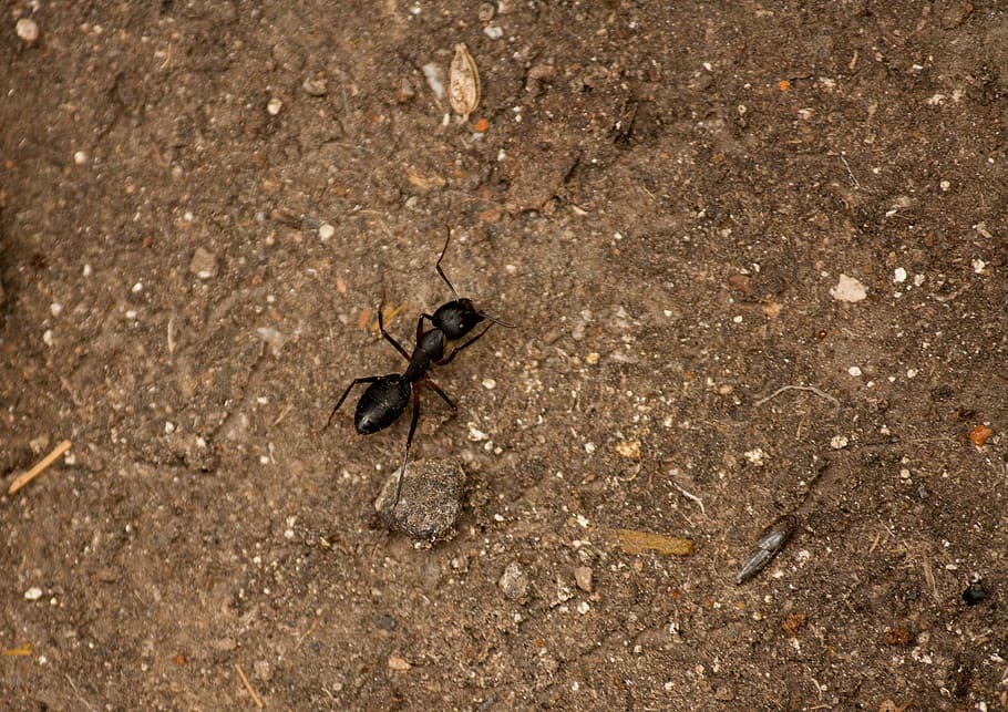 ant, insect, black, crawling, small, tiny, bug, animal, wildlife HD wallpaper
