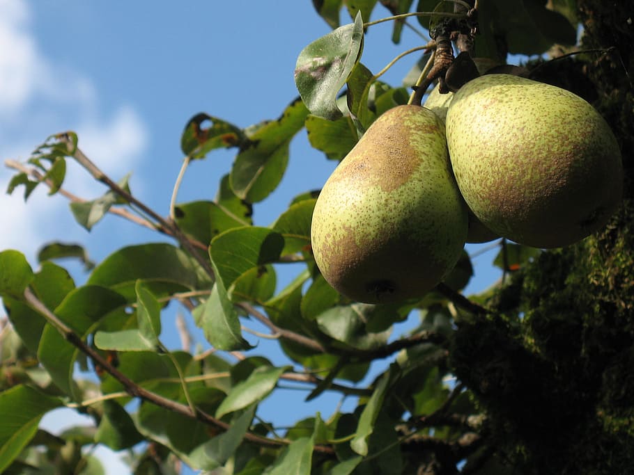 pear, pear tree, fruit, orchard, healthy eating, food, food and drink HD wallpaper