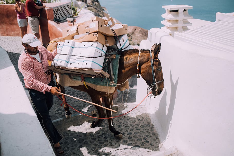 man holding horse chain, brown horse carrying boxes beside standing man on Santorini Greece, HD wallpaper