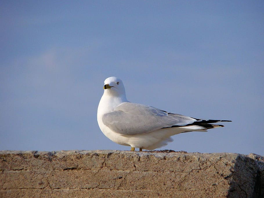 Seagull, White, Birds, Feathers, grey, wings, blue, sky, blue background HD wallpaper
