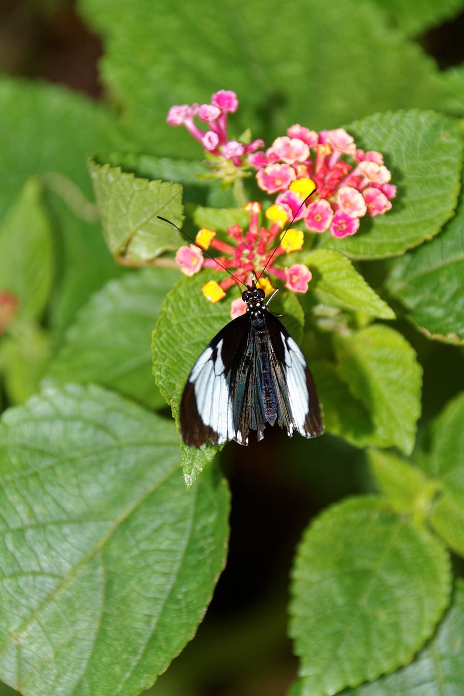 Butterfly, Flowers, Insect, one animal, leaf, animals in the wild HD wallpaper