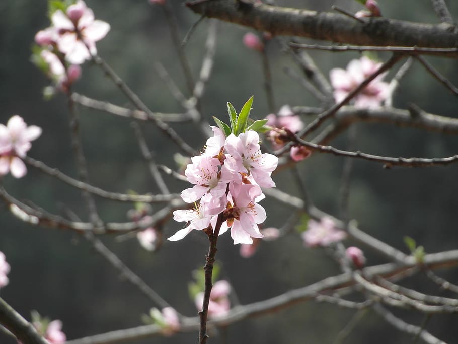 flowers, spring, joy, plant, flowering plant, fragility, vulnerability HD wallpaper