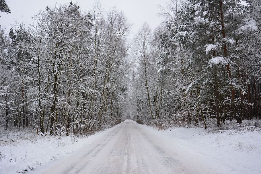 Winter, Forest, Snow, Cold, Snowy, Away, cold temperature, snowing HD wallpaper