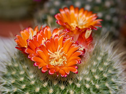 closeup photography of orange cactus flowers, blossom, bloom HD wallpaper