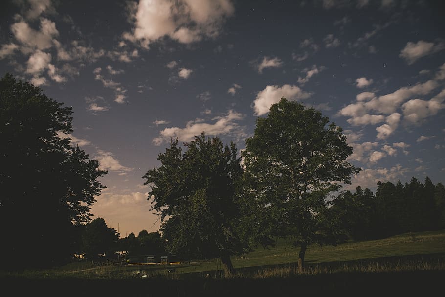 park, grass, nature, trees, sunset, sky, clouds, plant, beauty in nature HD wallpaper