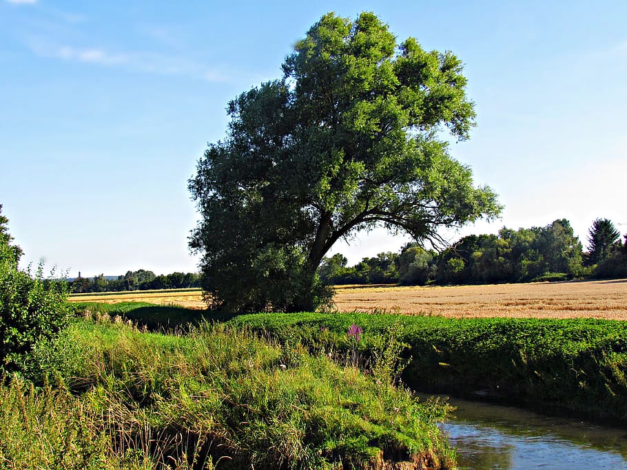 nature, the sun, tree, water, field, meadow, plant, tranquility HD wallpaper