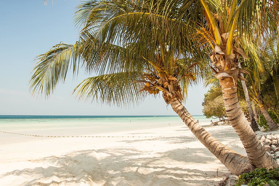 Seashore With Coconut Tree Under Blue Sky during Daytime, beach HD wallpaper