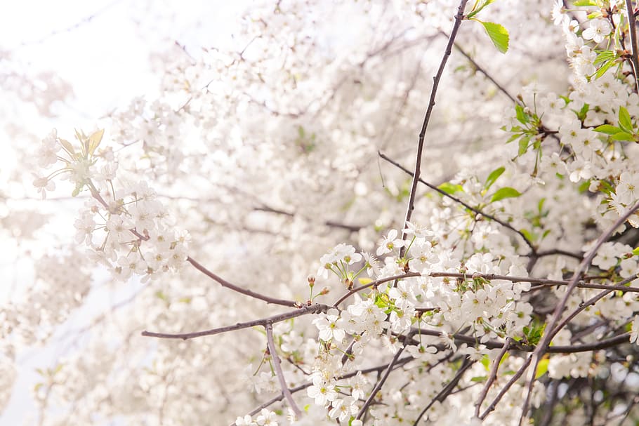 Flowers, Sakura, Flowering Tree, Trees, bloom, may, flowering trees