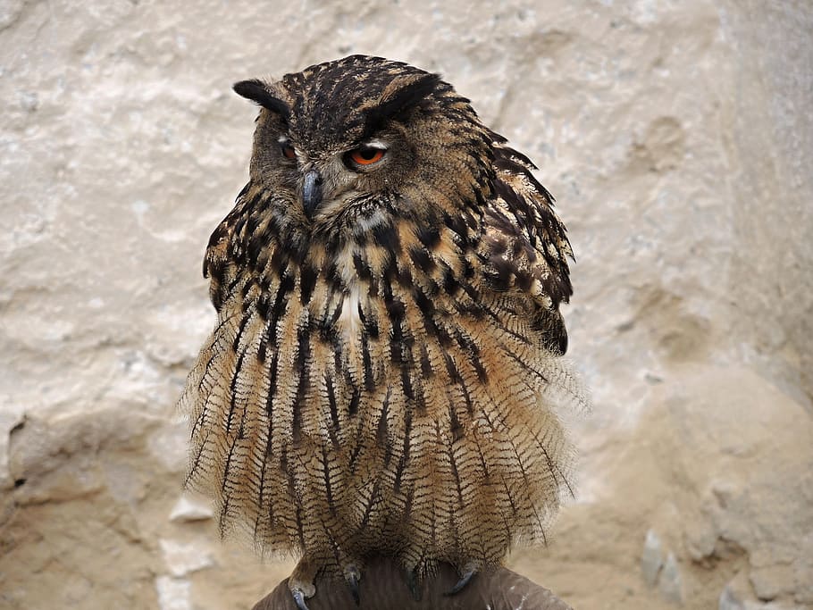 bird, owl, eagle, nature, night bird, beak, feather, hunter HD wallpaper