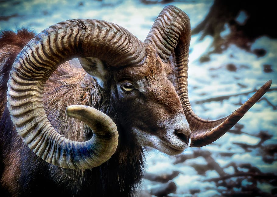 HD wallpaper: brown ram goat, mammal, nature, animal world, mouflon, wild  sheep | Wallpaper Flare