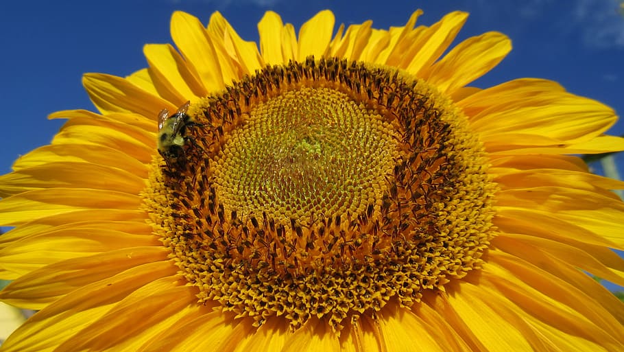 sunflower, blue sky, closeup, yellow, nature, agriculture, summer HD wallpaper