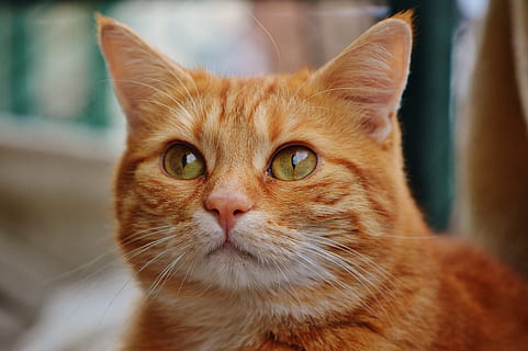 orange tabby cat, red, cute, mackerel, tiger, sweet, cuddly HD wallpaper