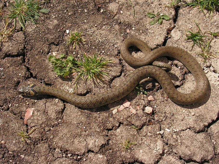 snake, natrix, crawl, reptile, animal, nature, wildlife, animal themes HD wallpaper