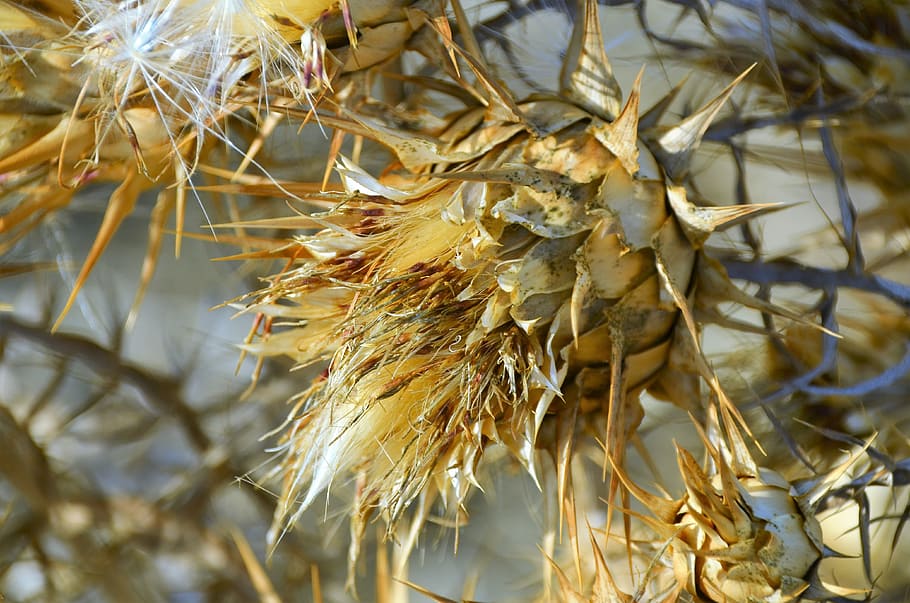 sardinia, plant, prickly, nature, close, close-up, dry, no people HD wallpaper