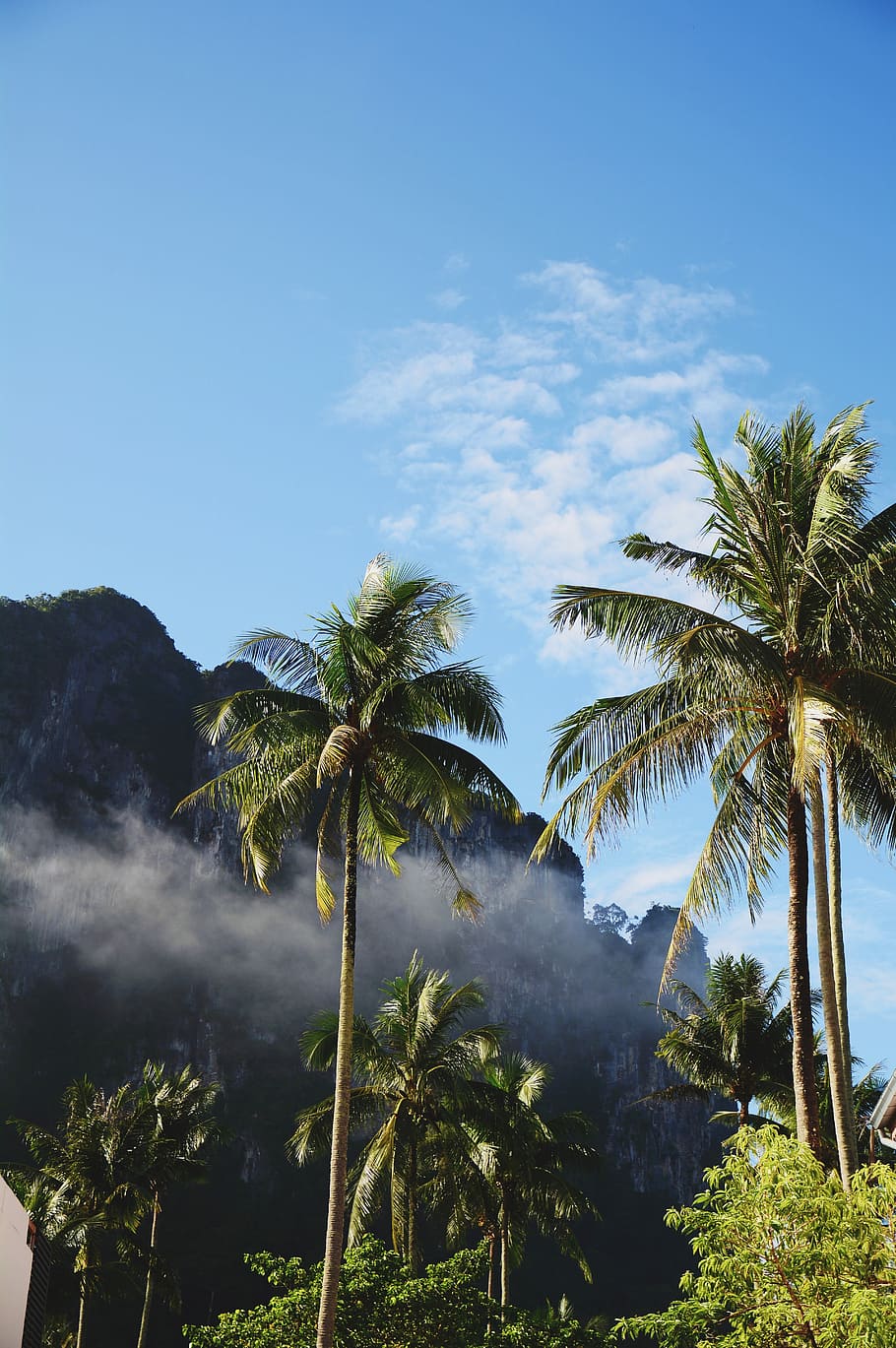 low angle photography of coconut trees under white clouds at daytime, palm tree near mountain HD wallpaper