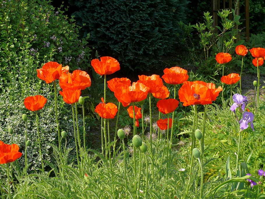 poppy, flower, spring, orange, garden, bloom, meadow, flowering plant HD wallpaper