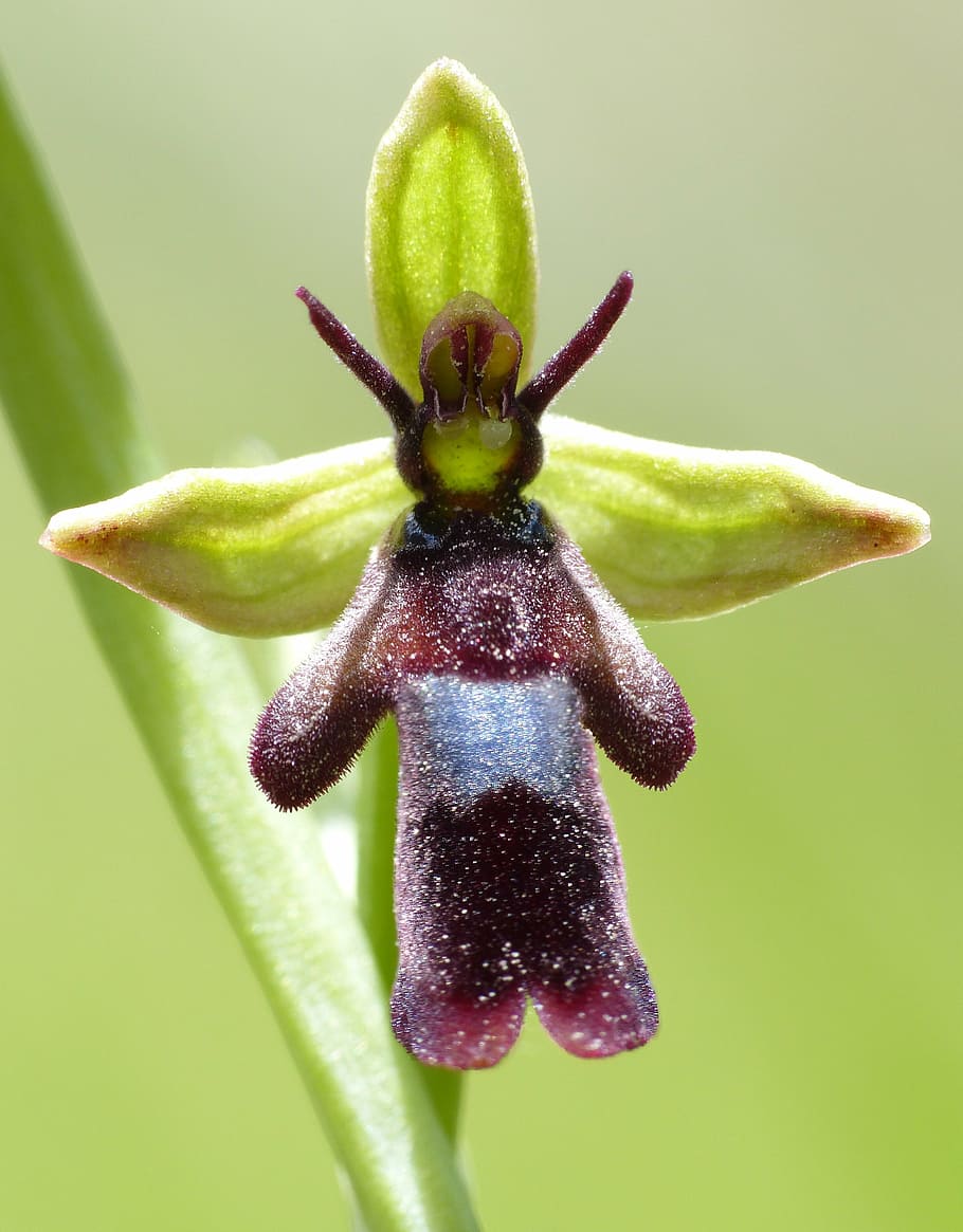 Орхидея вилд