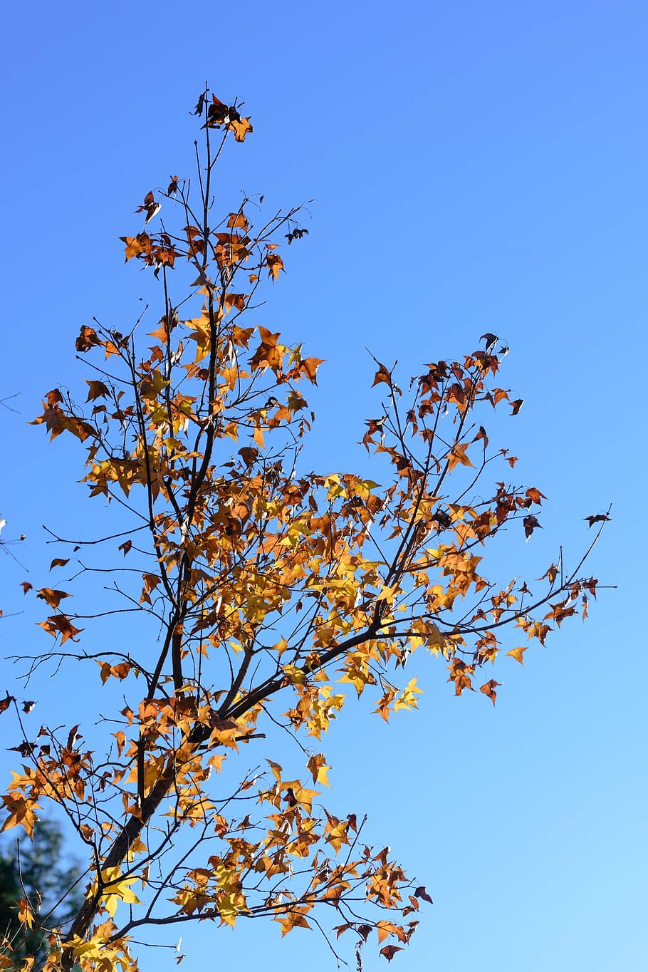 tree, branch, sky, nature, leaf, low angle view, plant, beauty in nature HD wallpaper