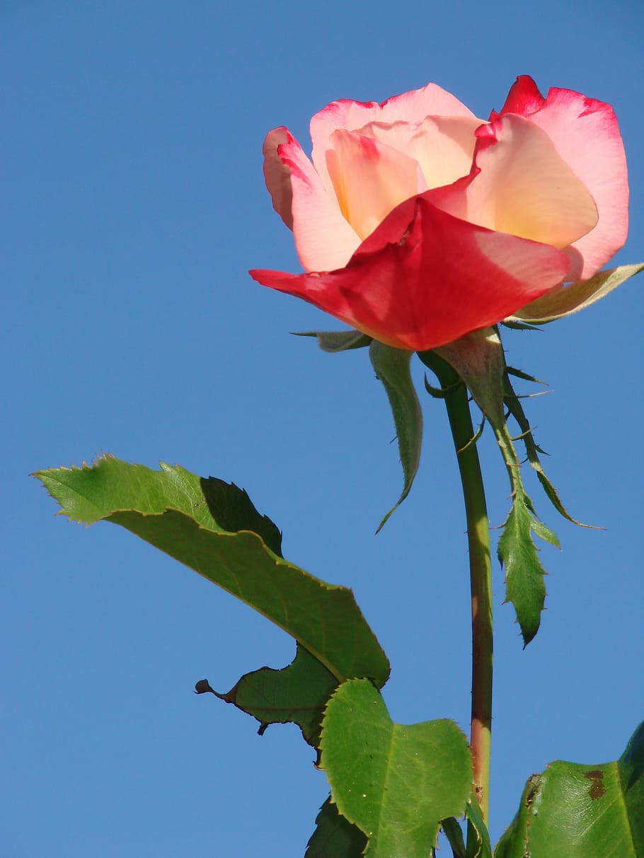 red and pink rose flower, bloom, floral, blossom, summer, nature HD wallpaper