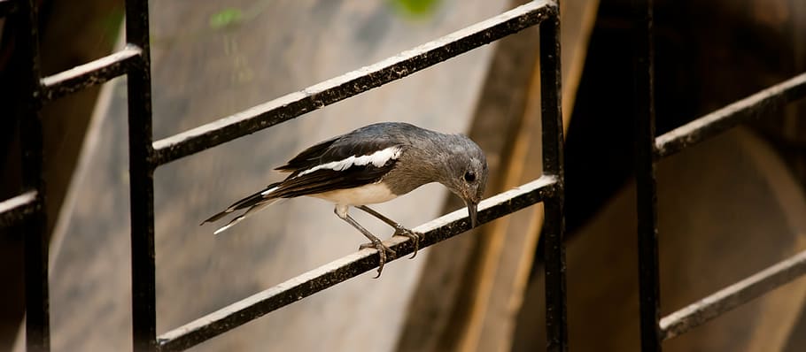bird, window, perched, small, iron grid, animal wildlife, vertebrate HD wallpaper