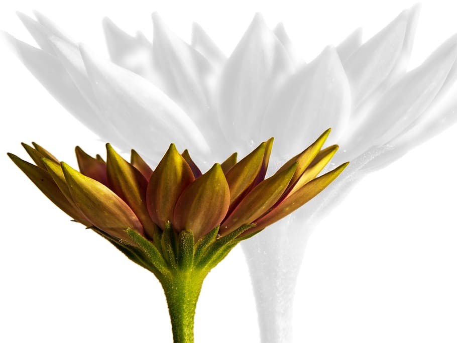 Blossom, Bloom, Macro, dimophroteca, yellow, green, flower HD wallpaper