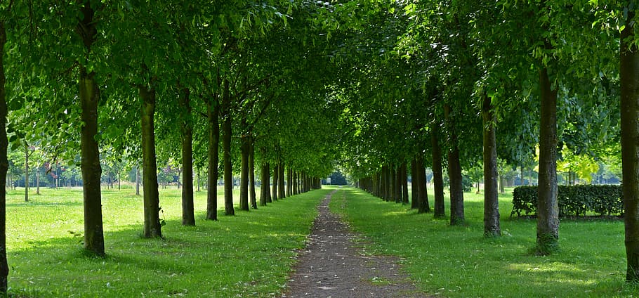 park, avenue, walk, trees, tree lined avenue, green, nature HD wallpaper