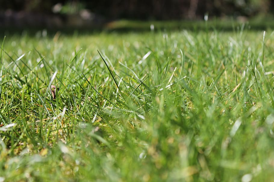 grass, green, close, nature, meadow, grasses, plant, green color HD wallpaper