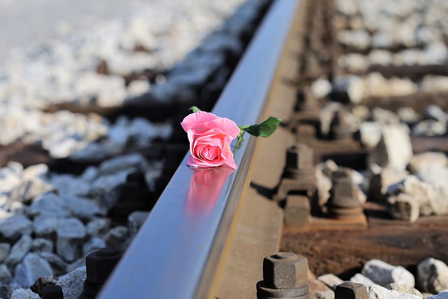 pink petal flower on railway, stop children suicide, stop teenager suicide, HD wallpaper