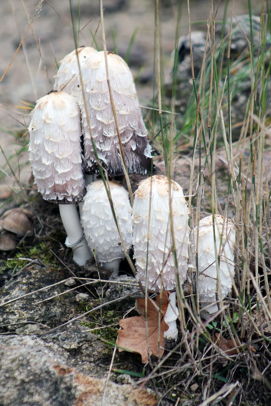 mushrooms, forest, tree, autumn, parasol mushroom, plant, fungus HD wallpaper