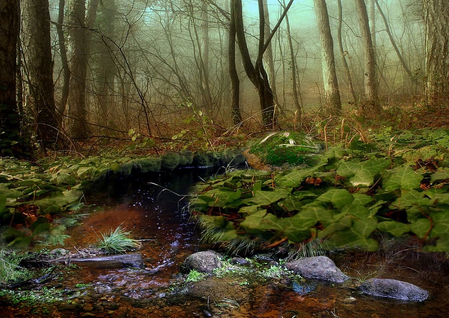 nature, tree, mosses, river, water, torrent, brook, the stones HD wallpaper