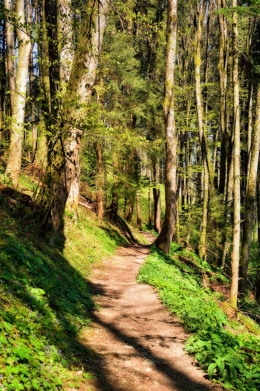 away, path, forest, hiking, nature, trail, forest path, green HD wallpaper