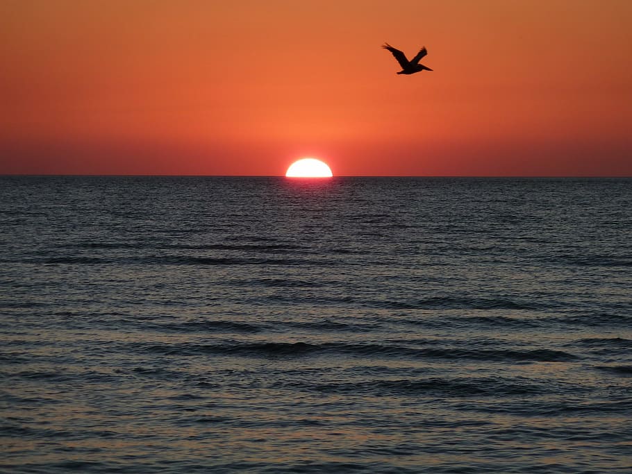 sunset, bird, mood, abendstimmung, fly, evening, evening sky HD wallpaper