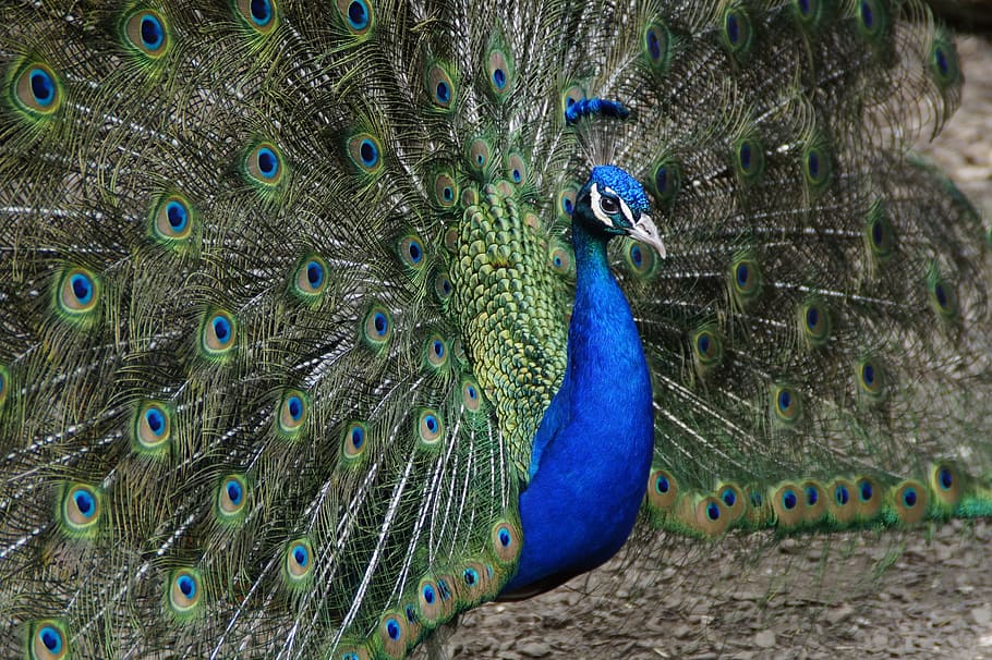 Peacock, Wheel, Bird, beat rad, peacock wheel, feather, balz
