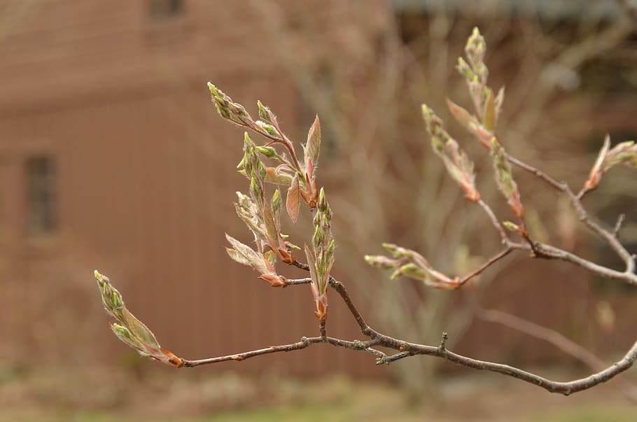 branch, plant, sheet, spring, button, nature, focus on foreground HD wallpaper