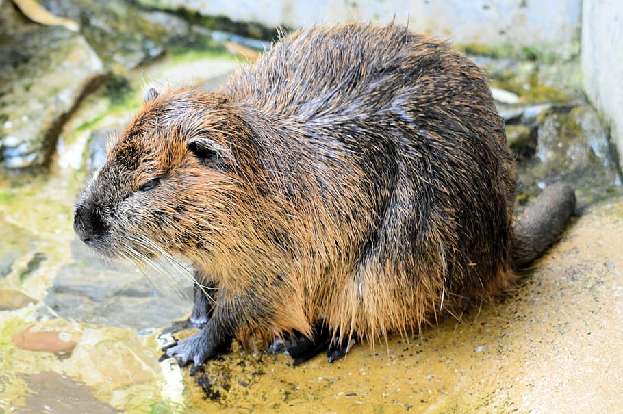 rodent, swimmer, beaver, rat, rivers, shorelines, lakes, nature, HD wallpaper