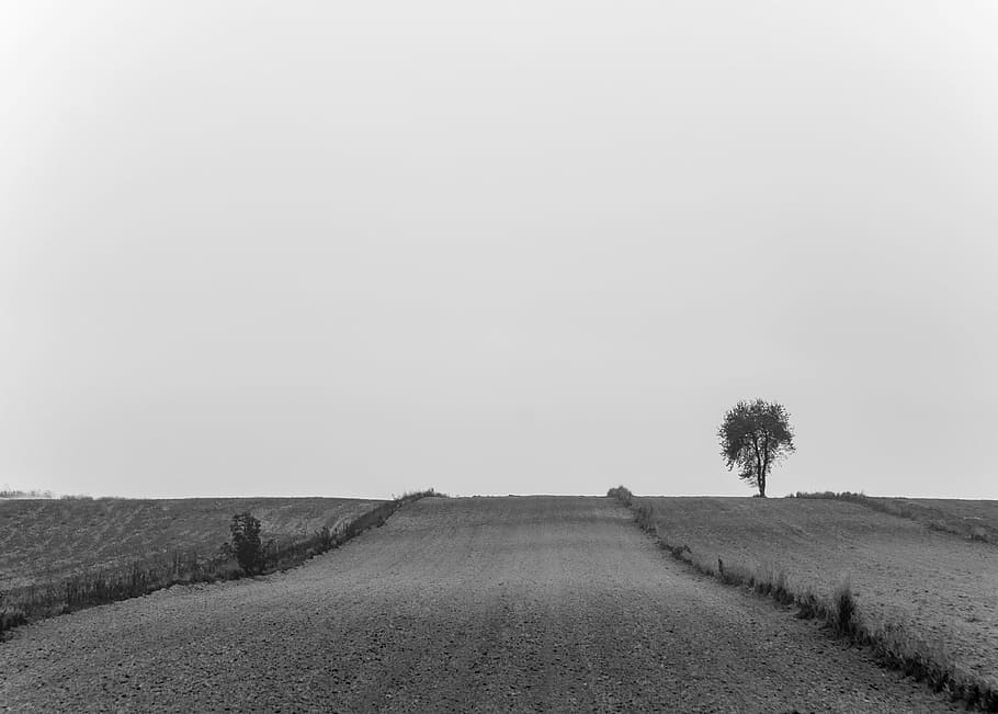 grayscale photo of road, wheat, field, daytime, rural, countryside HD wallpaper