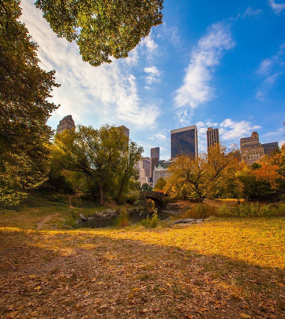 bridge along trees and city buildings, low-angle photography of high-rise buildings HD wallpaper