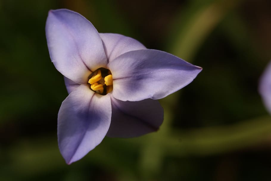 flower, purple, spring, iphéon, wild, flowering plant, freshness HD wallpaper