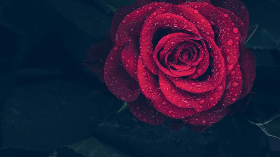 close-up photography of water dew on red rose in bloom, drops HD wallpaper