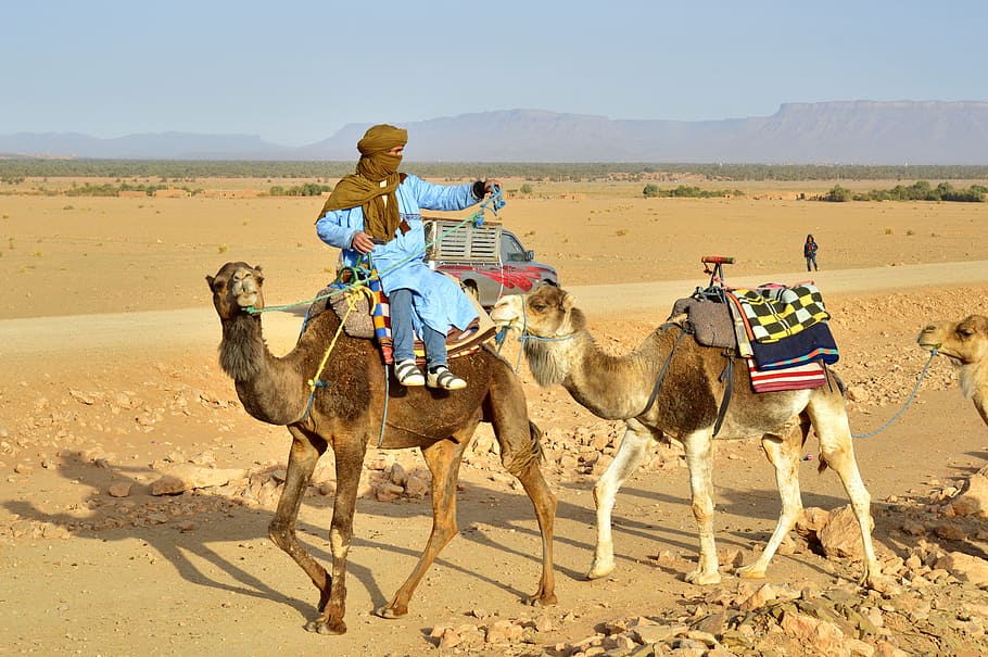 man riding camel while pulling another camel in desert, sahara
