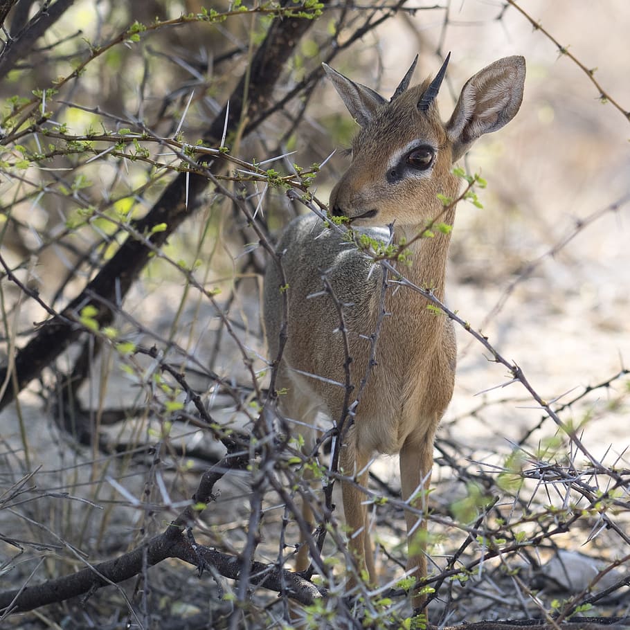 dikdik, antelope, small, namibia, africa, mammal, petite, tiny HD wallpaper